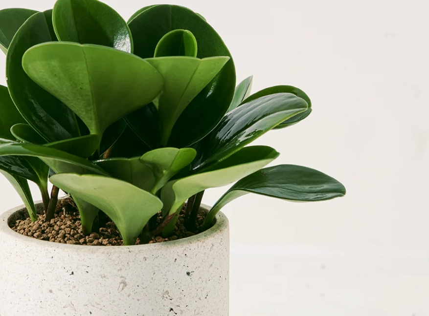 金錢樹澆水頻率