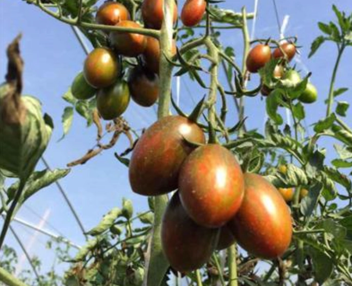 巧克力番茄栽培