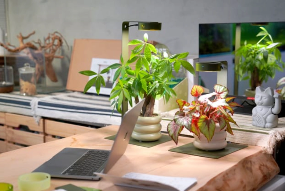 辦公室植物推薦