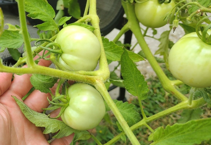 番茄品種高度比較