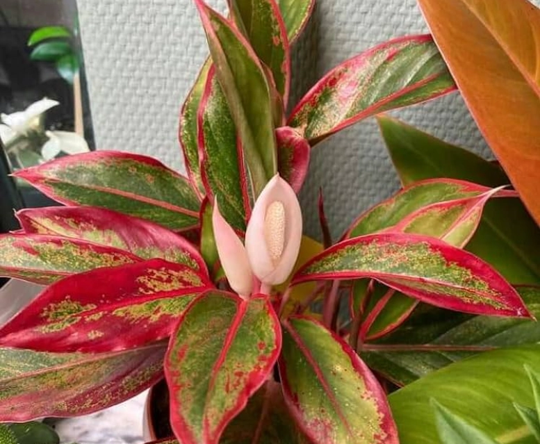 萬年青開花原因