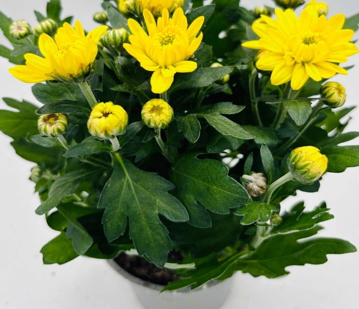 菊花盆栽照顧技巧