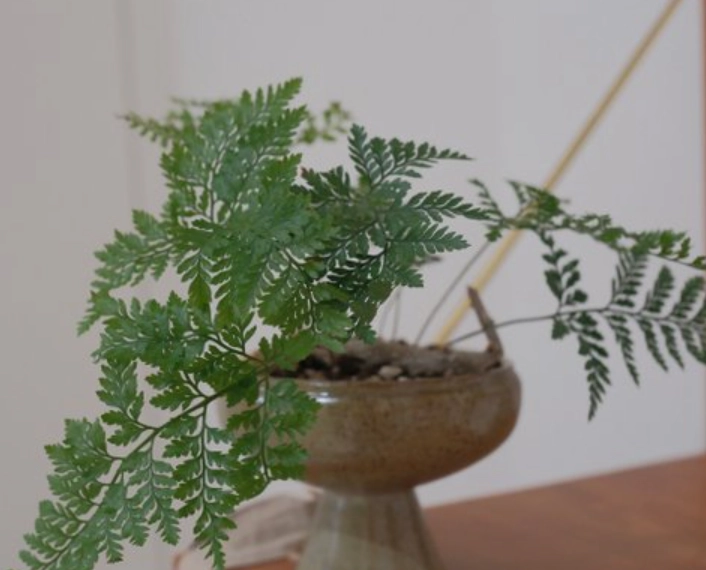 兔腳蕨孢子繁殖