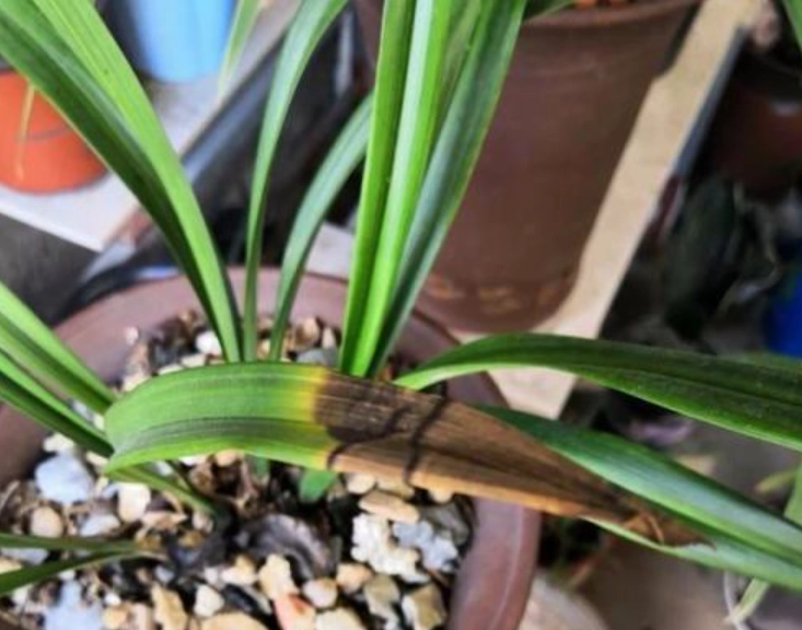 蘭花葉子黃化 蘭花葉子黃化