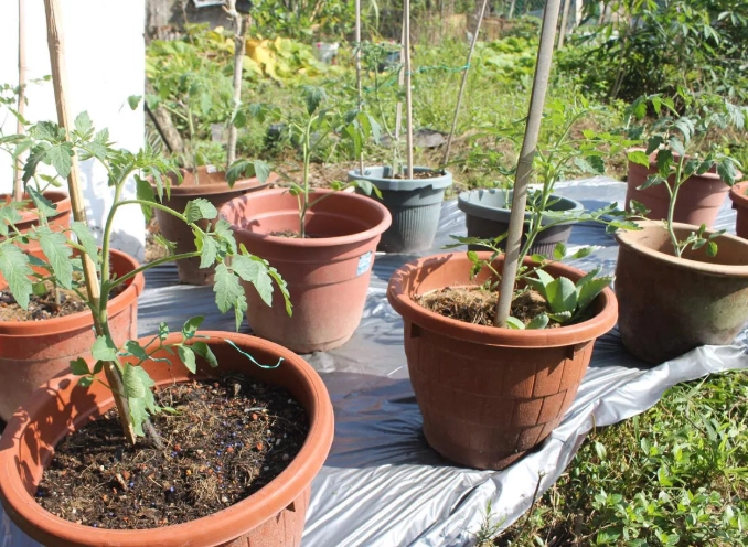 巧克力番茄種植方法