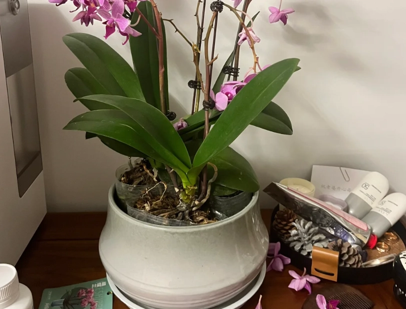 蘭花掉葉子 蘭花掉葉子