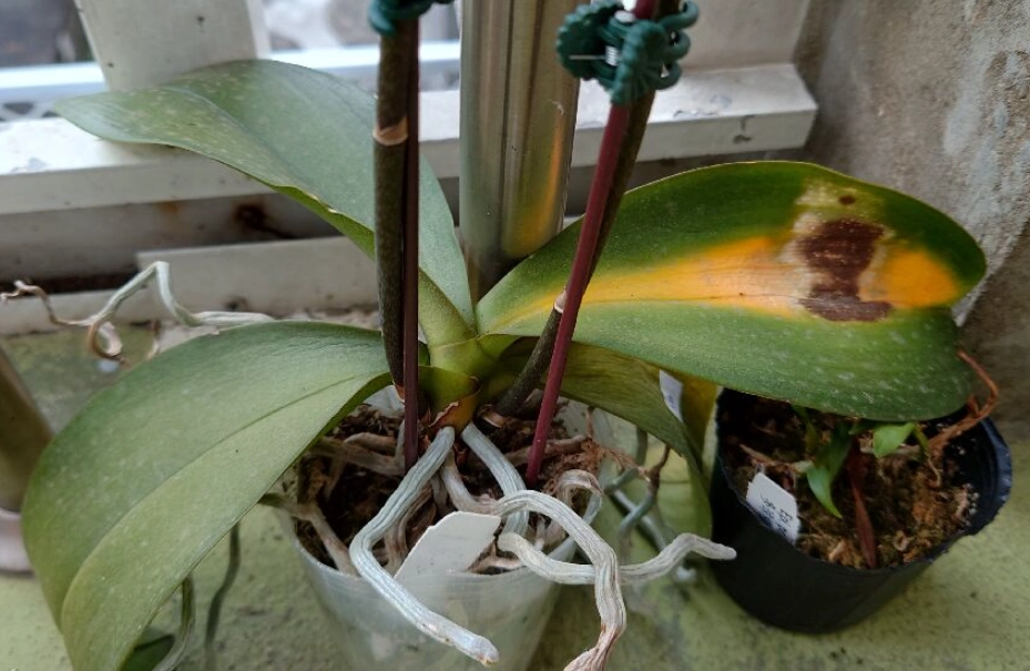 兰花病虫害防治