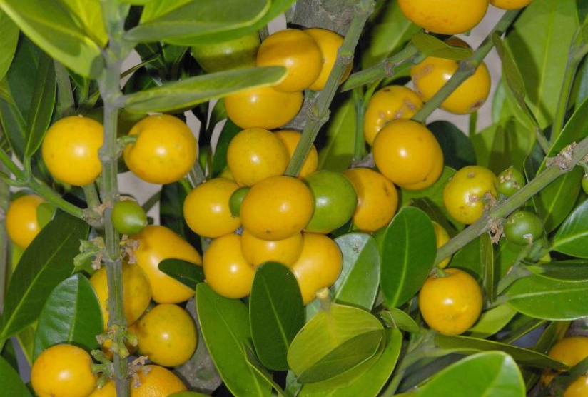 福木果實誤食處理