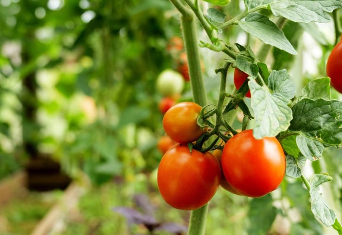 番茄植株高度控制