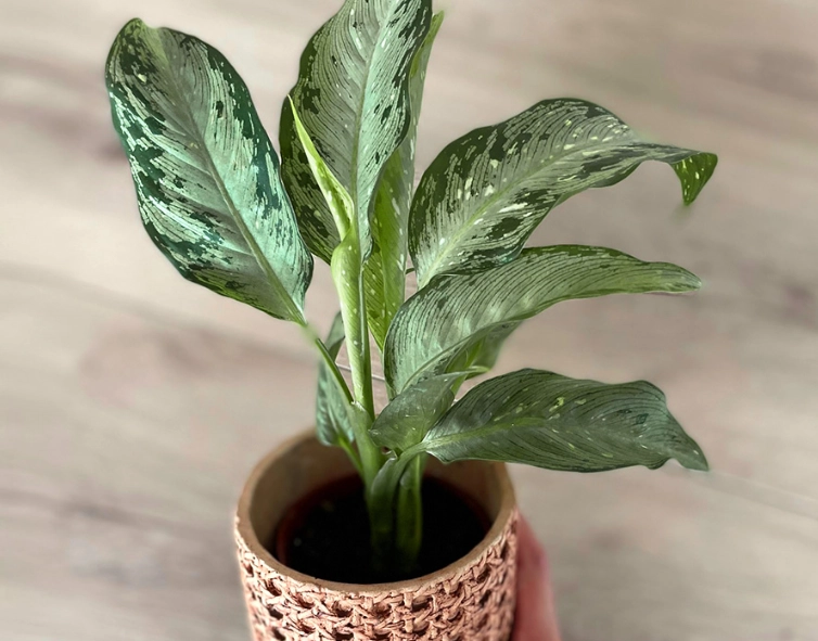 黛粉葉養護方法