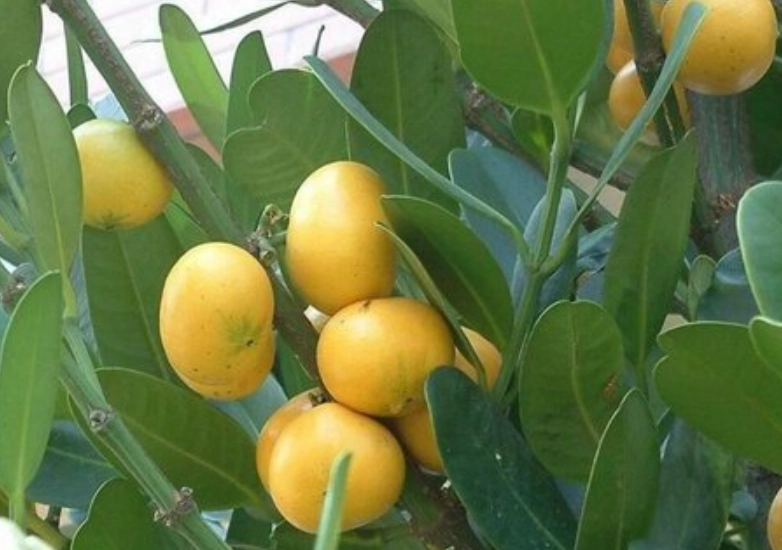 福木果实健康價值