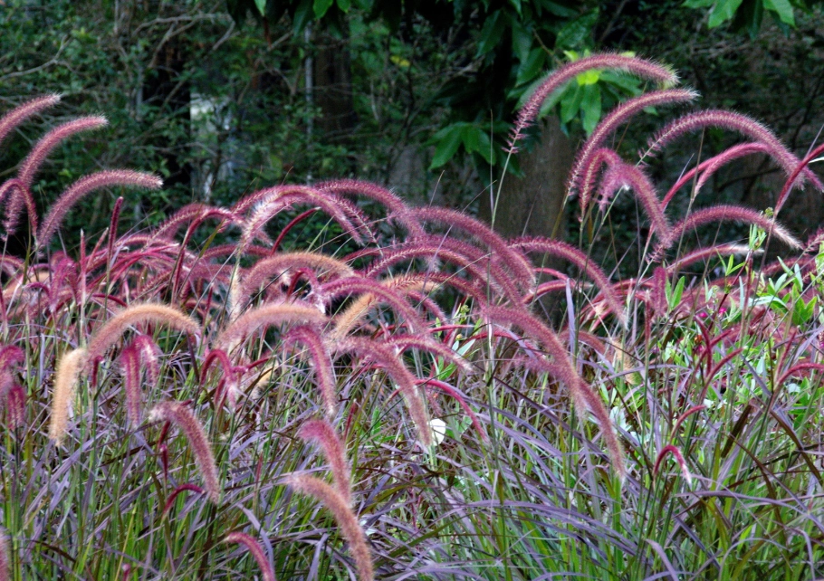 禾本科植物命名