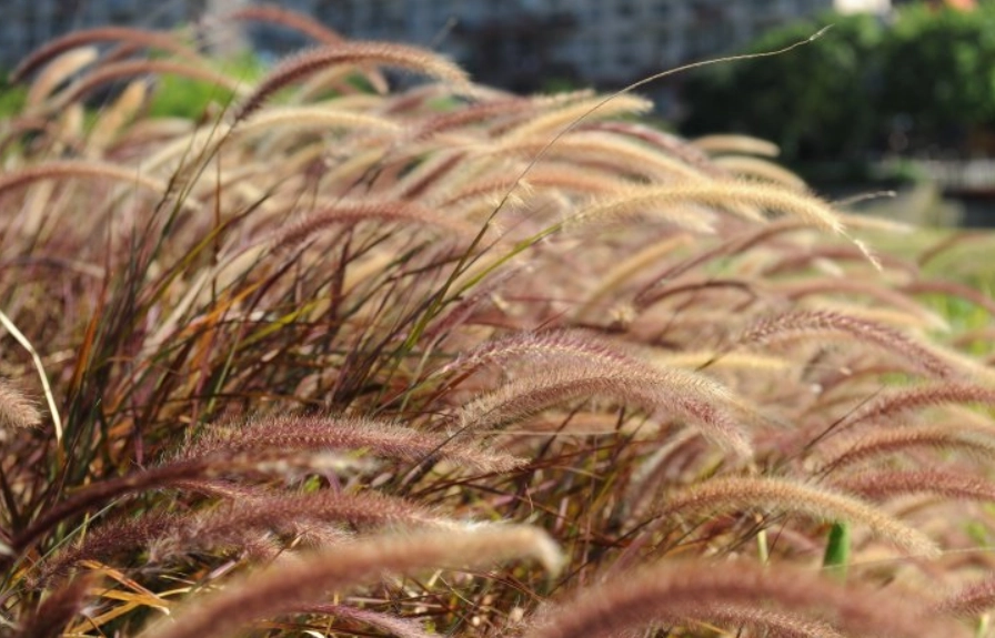 禾本科分類歷史