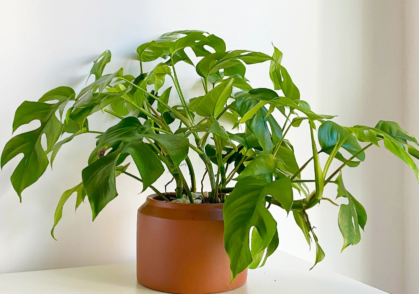 盆栽尺寸指南 盆栽尺寸指南