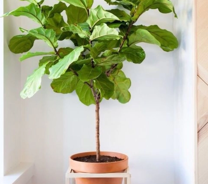 低光照室內植物