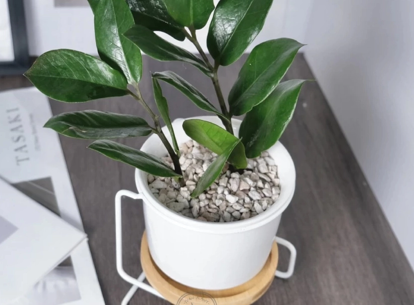 分株金錢樹注意事項