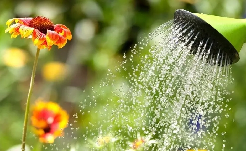 夏季澆水最佳時間