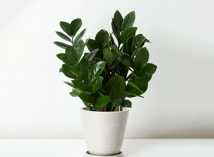 招財植物 招財植物