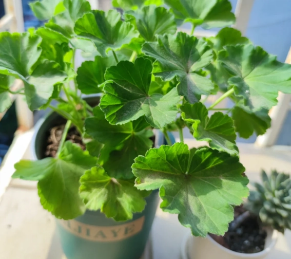 天竺葵照顧技巧