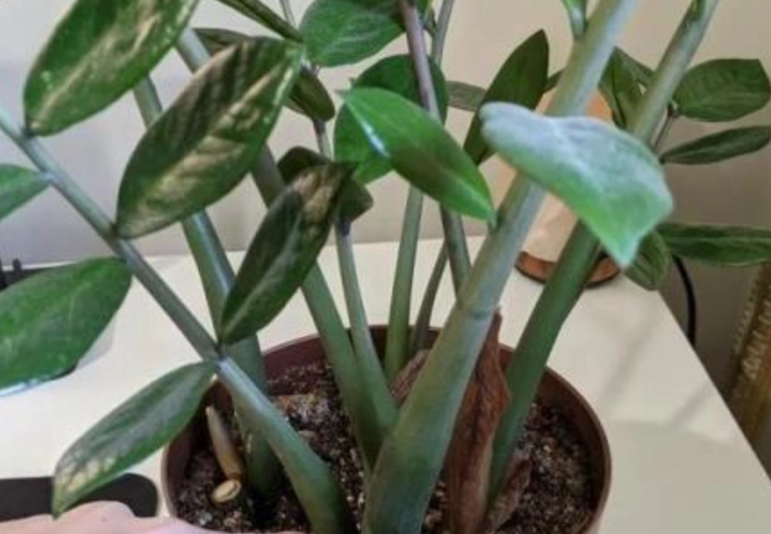 金錢樹葉子繁殖方法