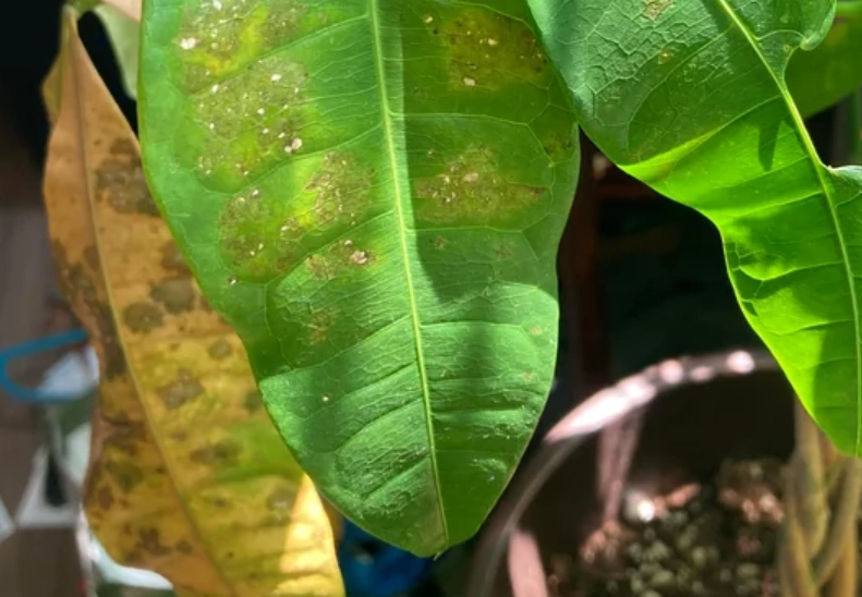 金錢樹照顧方法