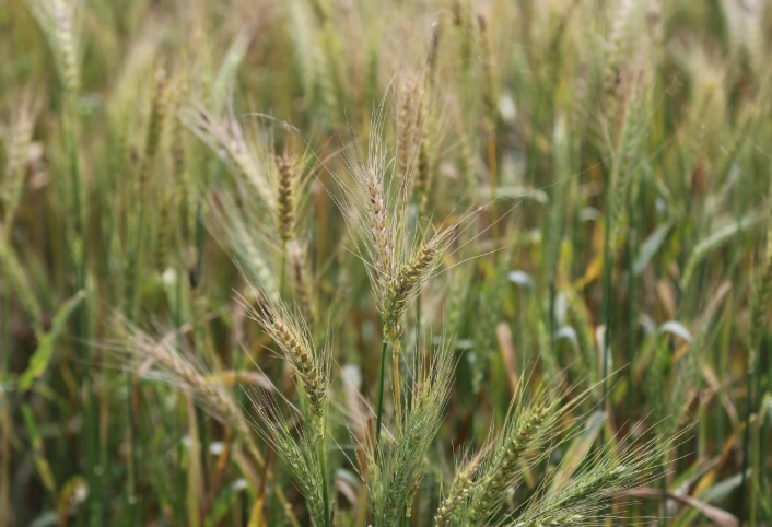 禾本科植物命名