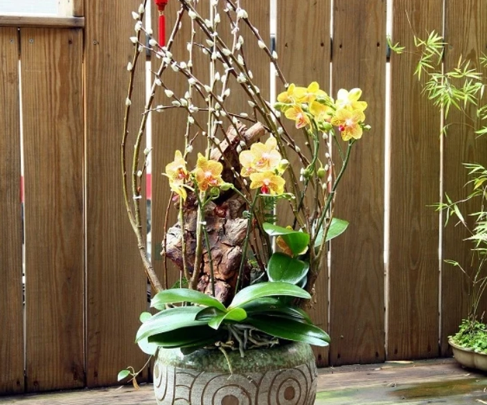 銀柳可以土培嗎