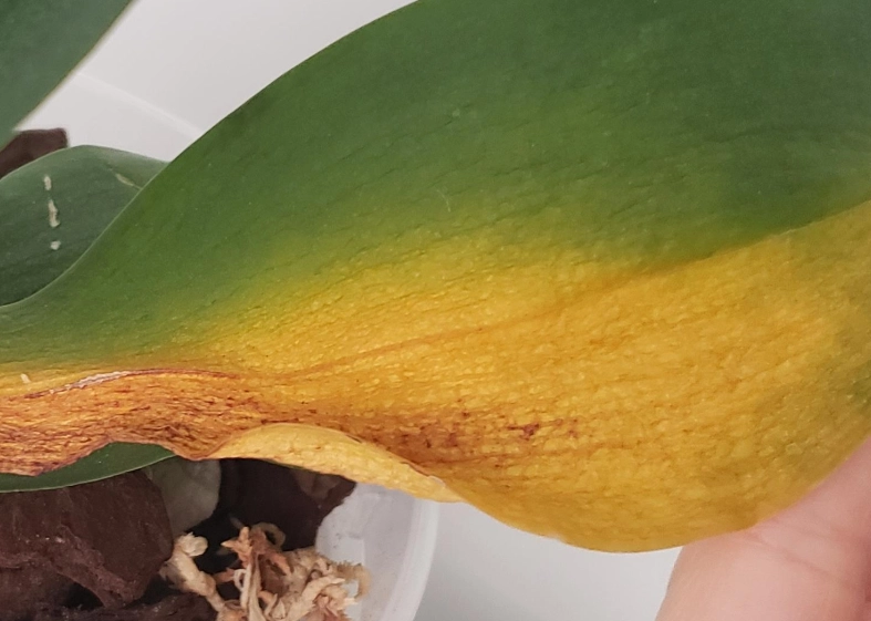 蘭花養護技巧 蘭花養護技巧