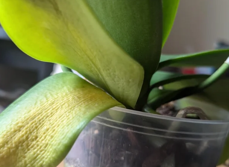 蘭花葉子變黃原因