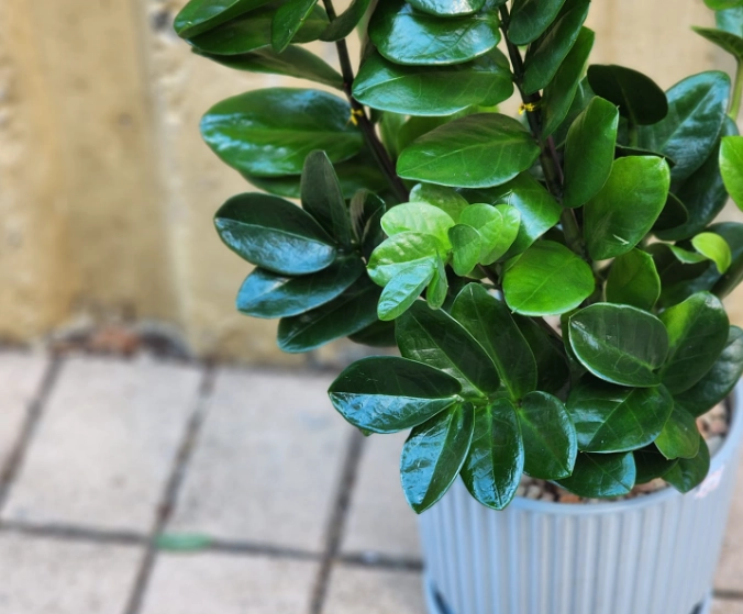 金錢樹修剪時機