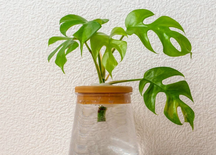 水耕轉土耕方法