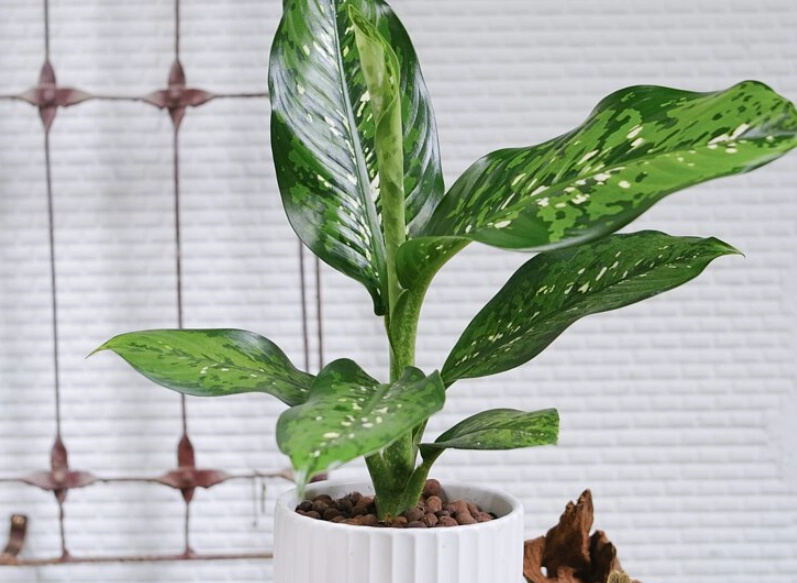 黛粉葉病蟲害防治