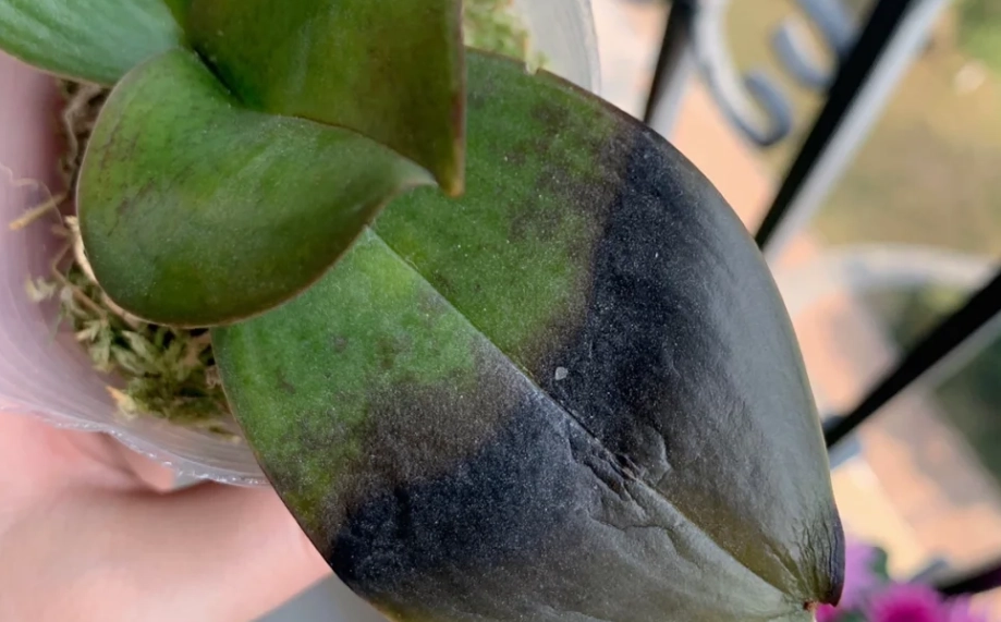 蘭花葉子發黑原因