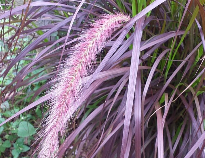 禾本科植物命名
