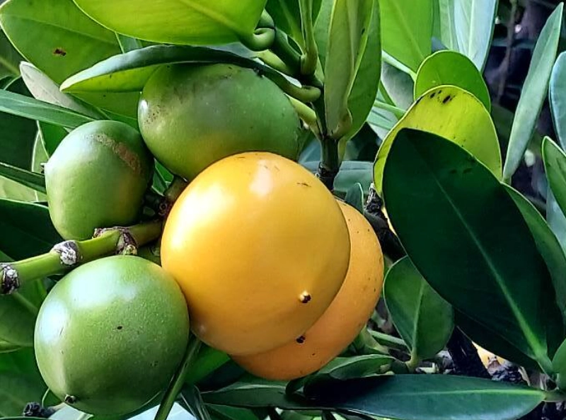 福木果實食用方法 福木果實食用方法