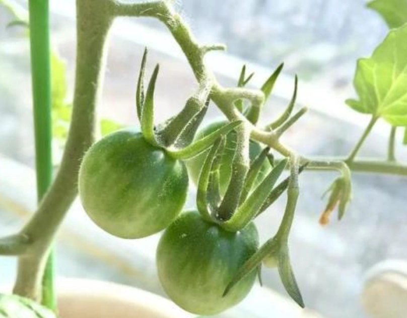 番茄植株高度控制