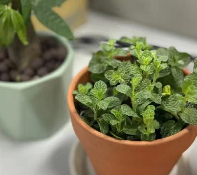盆栽薄荷照顧