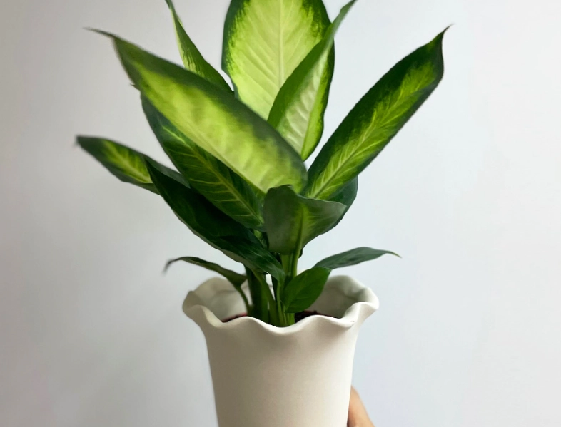 萬年青中毒處理 萬年青中毒處理