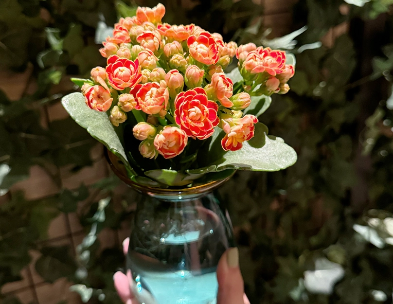 水培植物 水培植物