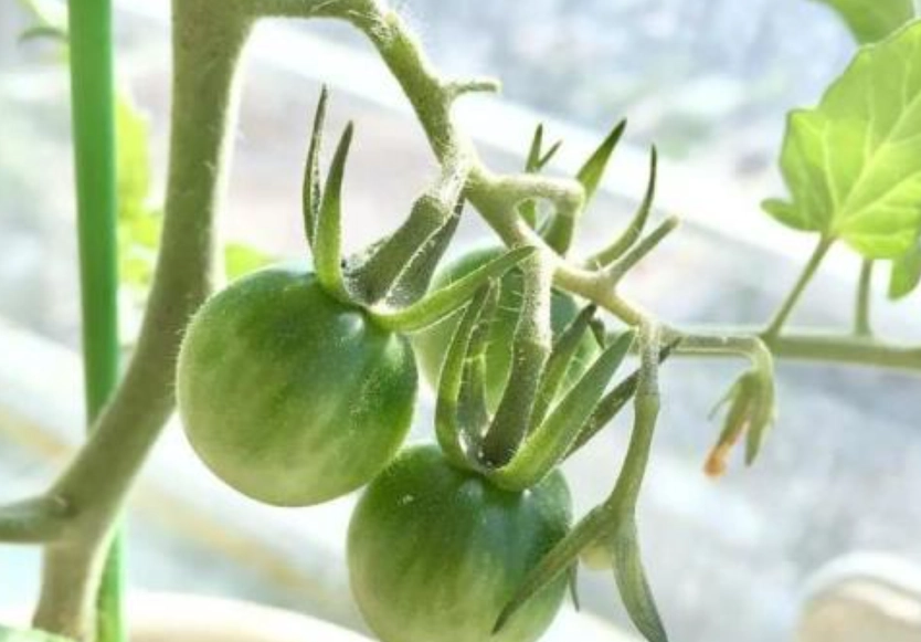 番茄種植時間 番茄種植時間