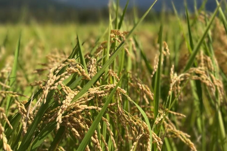 禾本科植物命名