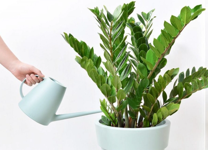 金錢樹放室內好處