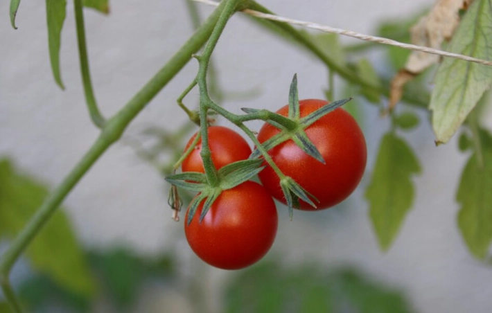 番茄種植時間 番茄種植時間