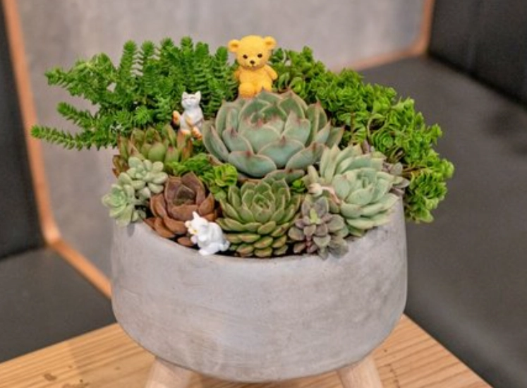 辦公室植物推薦