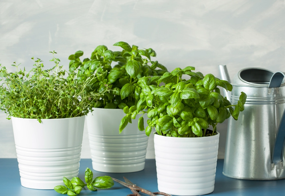 香草植物介紹 香草植物介紹