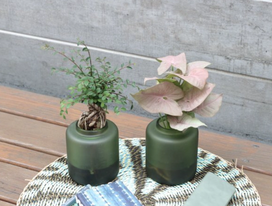 榆樹水培完整指南：秘訣、步驟與疑難排解