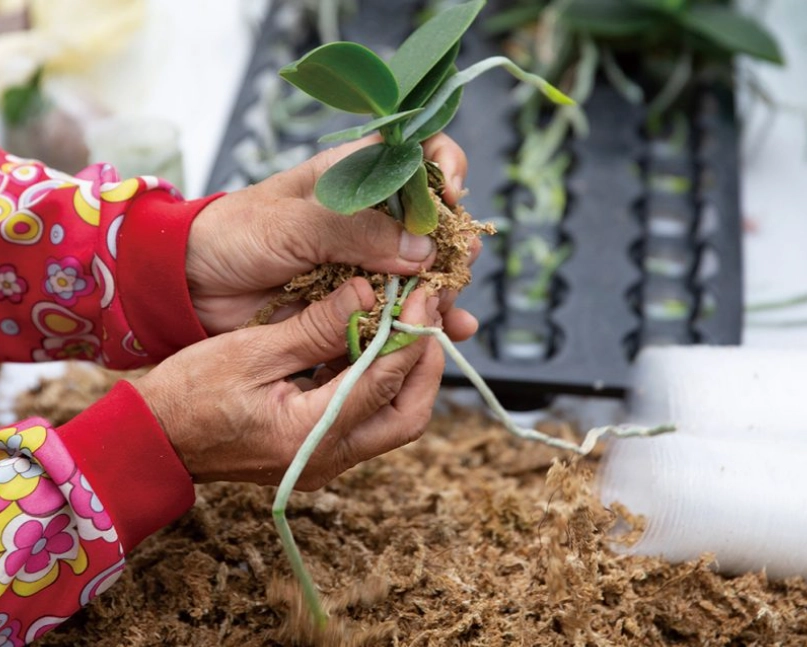 蝴蝶蘭種植介質