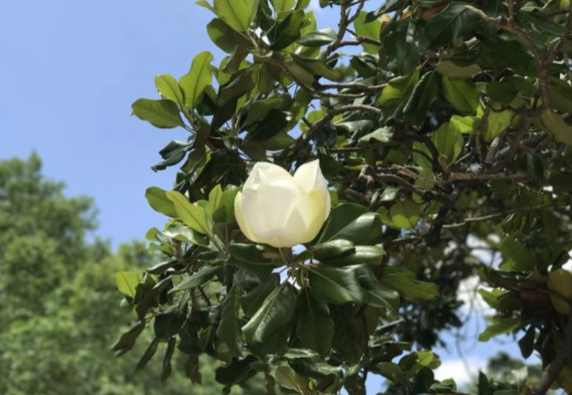 白玉蘭樹病蟲害