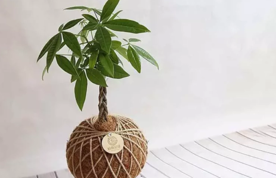 發財樹澆水頻率