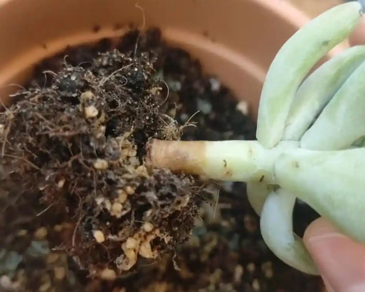 多肉爛根處理